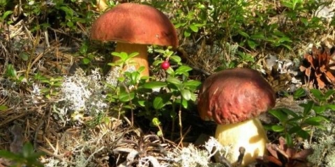 Uzgoj bijelih gljiva sa micelijumom